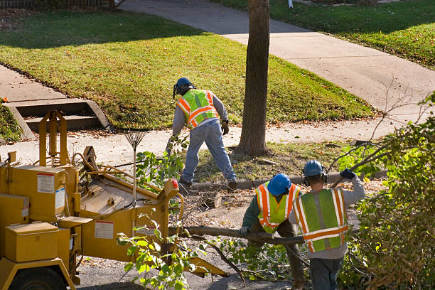 Professional Tree Services in Rutledge, GA