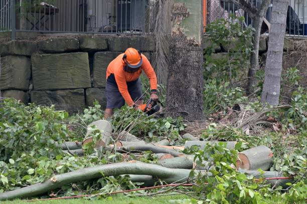 How Our Tree Care Process Works  in  Rutledge, GA